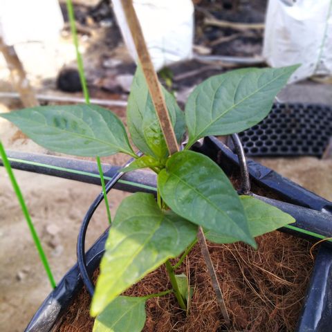Lada Solok growlog photo: Pucuk krotok sikit