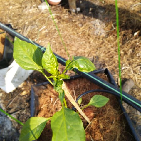 Lada Solok growlog photo: Pucuk krotok sikit