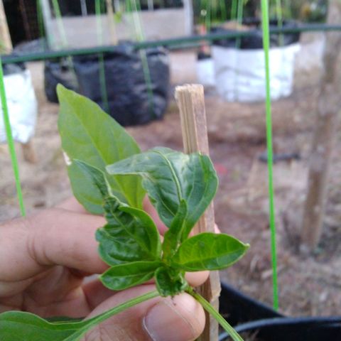 Lada Solok growlog timeline photo