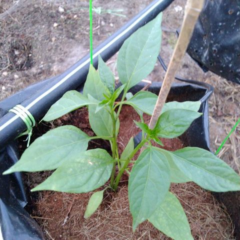 Lada Solok growlog photo: Krotok smkin berkurang