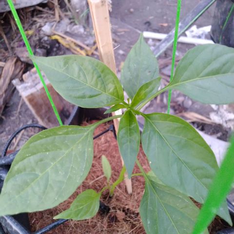 Lada Solok growlog timeline photo