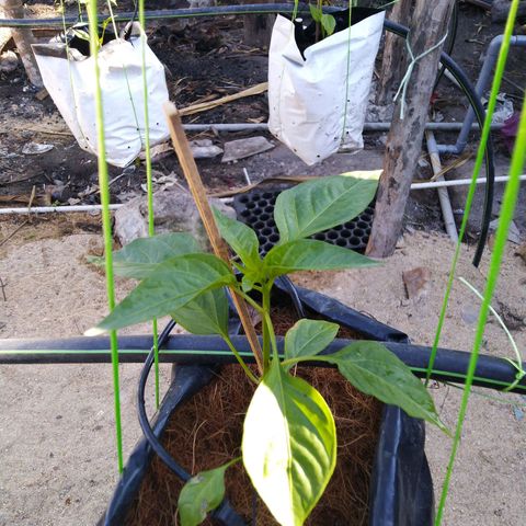 Lada Solok growlog photo: Pokok nok tubik cabe doh