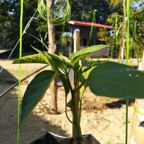 Lada Solok growlog photo: Tubik cabe doh hokni