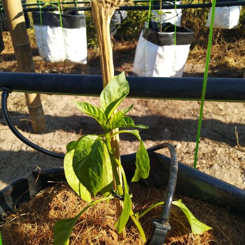 Lada Solok growlog photo: Anok nyulat layu sikit, akar sakit lgi