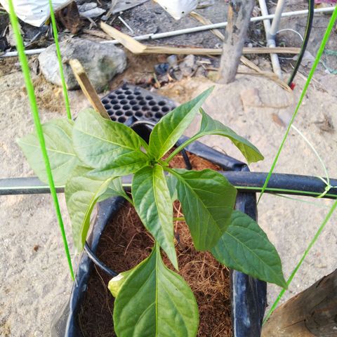 Lada Solok growlog photo: Napok cbg Y