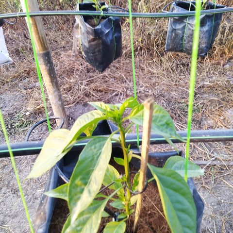Lada Solok growlog timeline photo