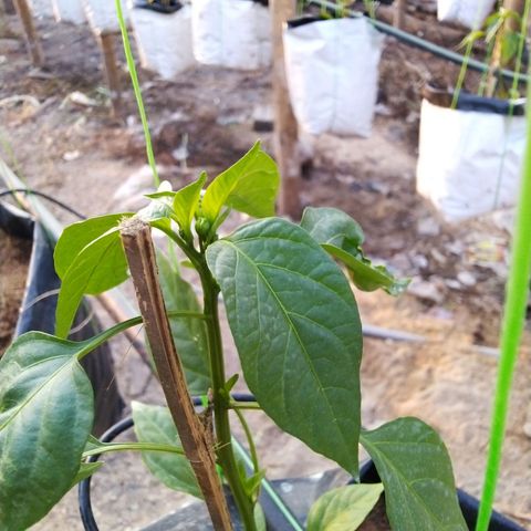 Lada Solok growlog timeline photo