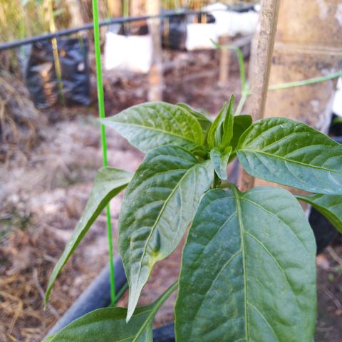 Lada Solok growlog timeline photo