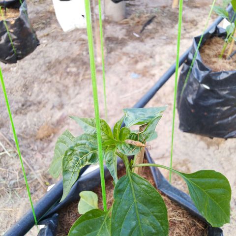 Lada Solok growlog timeline photo