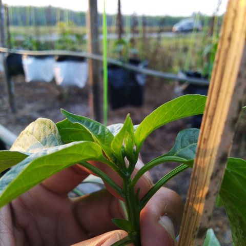 Lada Solok growlog timeline photo