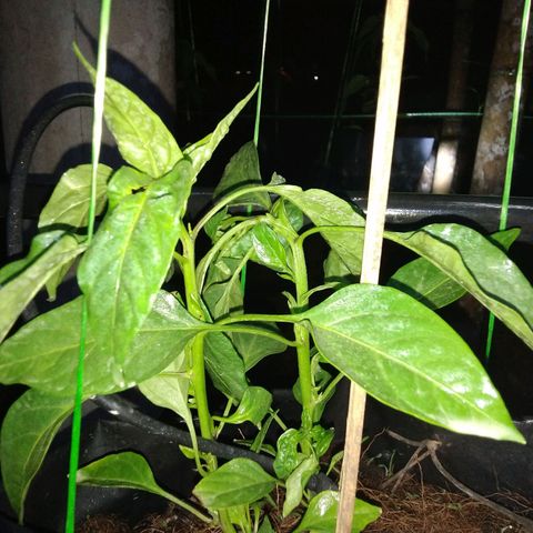Lada Solok growlog photo: 81