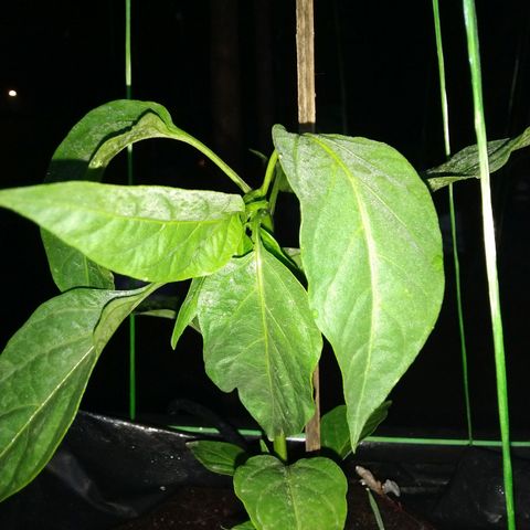 Lada Solok growlog photo: 77