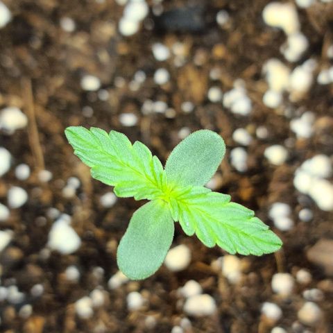Zkittlez 1 growlog timeline photo