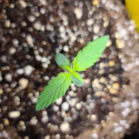Zkittlez 1 growlog timeline photo