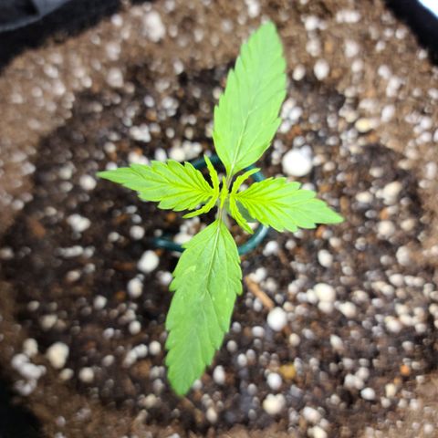 Zkittlez 1 growlog timeline photo
