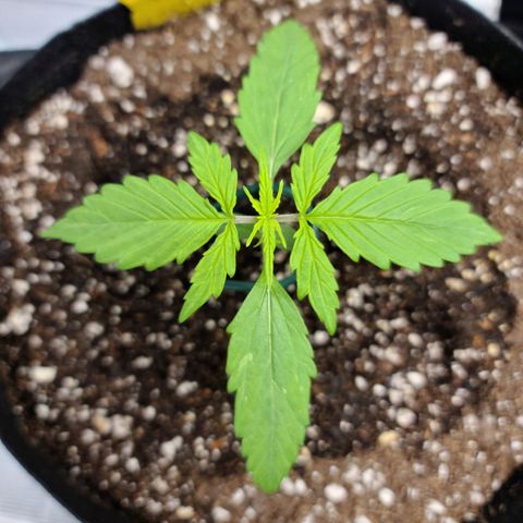 Zkittlez 1 growlog timeline photo
