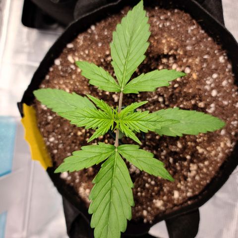 Zkittlez 1 growlog timeline photo