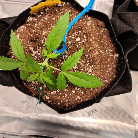 Zkittlez 1 growlog timeline photo