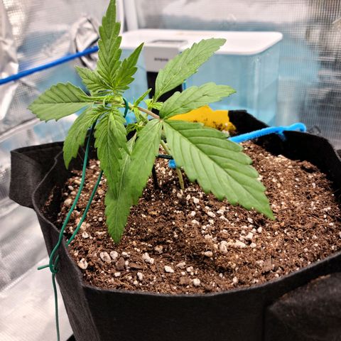 Zkittlez 1 growlog timeline photo