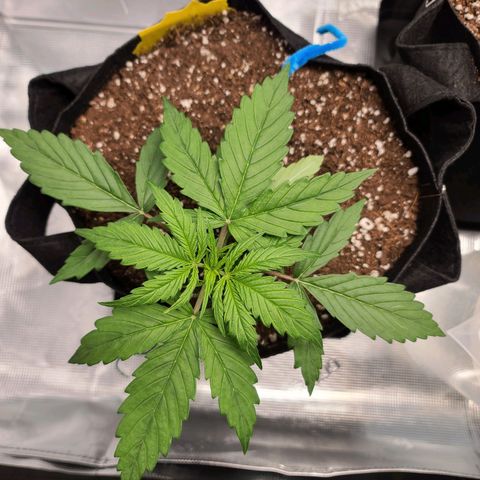 Zkittlez 1 growlog timeline photo