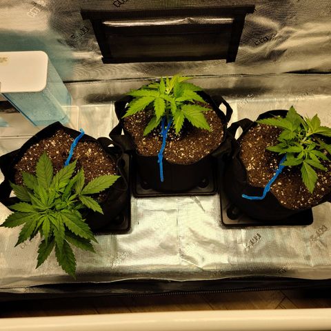 Zkittlez 1 growlog timeline photo