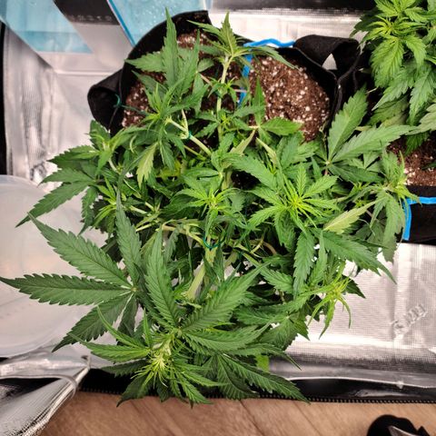 Zkittlez 1 growlog timeline photo
