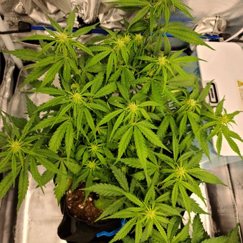Zkittlez 1 growlog timeline photo