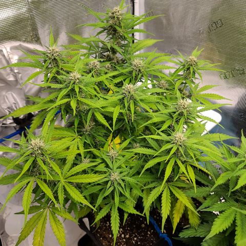 Zkittlez 1 growlog timeline photo