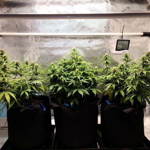 Zkittlez 1 growlog timeline photo