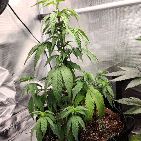 Mac 1 #1 growlog timeline photo
