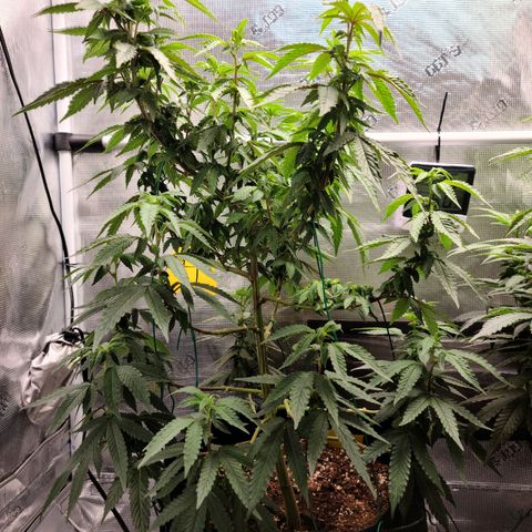 Mac 1 #1 growlog timeline photo