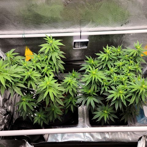 Mac 1 #1 growlog photo: Mac 1 