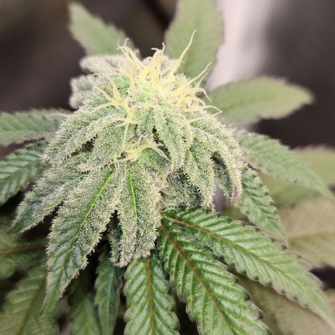 Mac 1 #1 growlog timeline photo