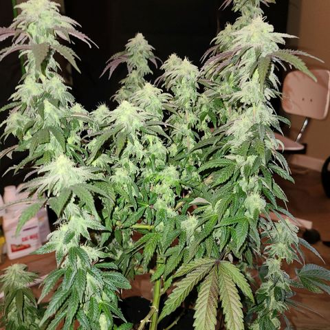 Mac 1 #1 growlog timeline photo