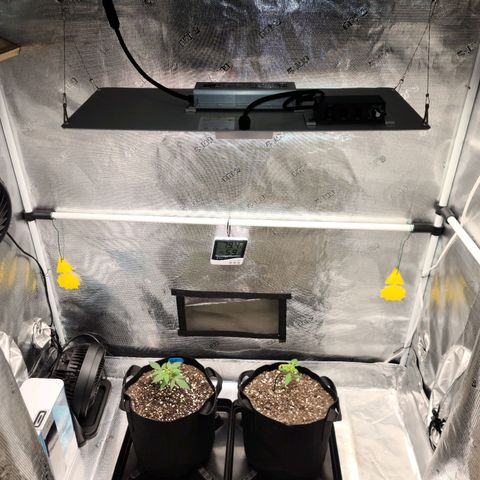 Mac 1 #1 growlog timeline photo