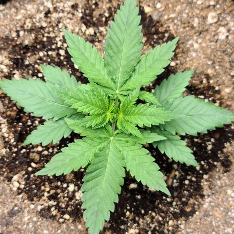Blue Cheese  #1 growlog timeline photo