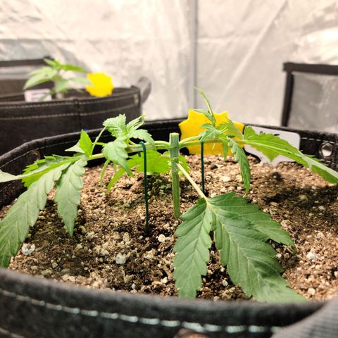 Blue Cheese  #1 growlog photo: 1st mainline top 