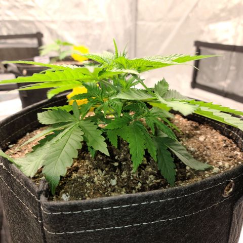 Blue Cheese  #1 growlog photo: 1st mainline top 