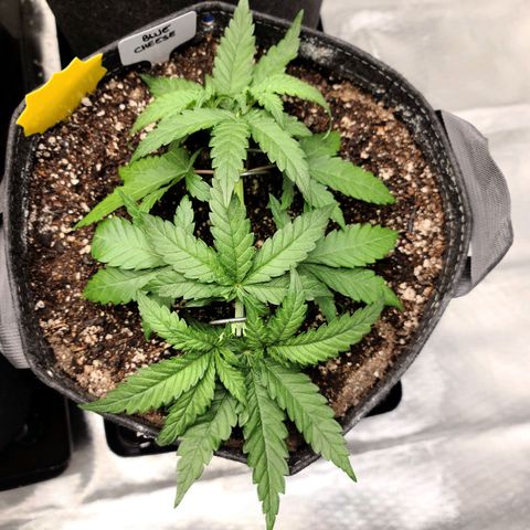 Blue Cheese  #1 growlog timeline photo