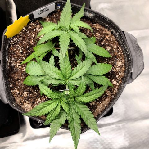Blue Cheese  #1 growlog photo: Mainline: 2nd top 