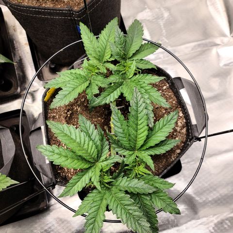 Blue Cheese  #1 growlog timeline photo