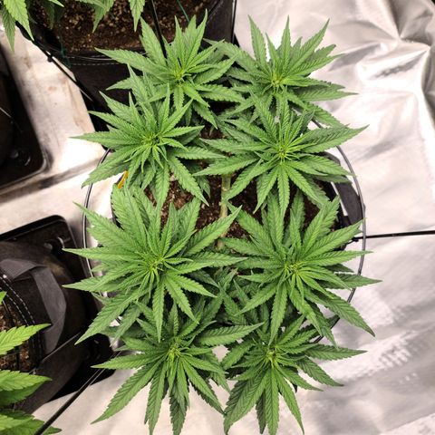 Blue Cheese  #1 growlog timeline photo
