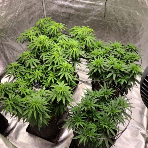 Blue Cheese  #1 growlog photo: Switch to 12/12 