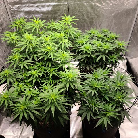 Blue Cheese  #1 growlog photo: 2 days after switching to 12/12 