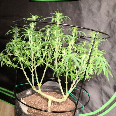 Blue Cheese  #1 growlog photo: Week 3 of flower defoliation 