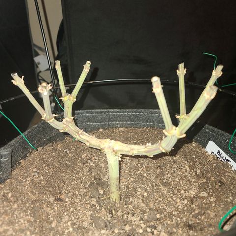 Blue Cheese  #1 growlog timeline photo