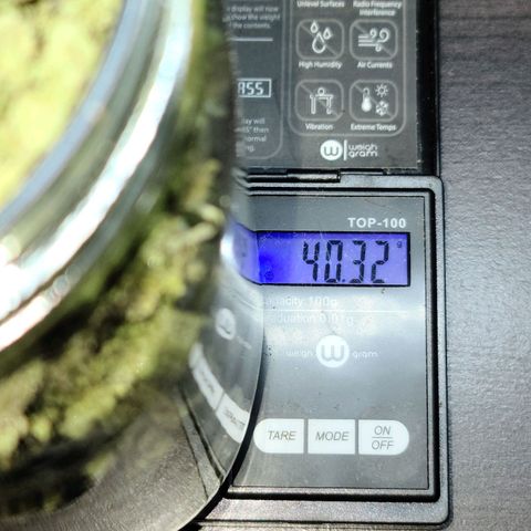 Blue Cheese  #1 growlog photo: 82.53 grams
