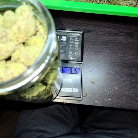 Blue Cheese  #1 growlog photo: 82.53 grams