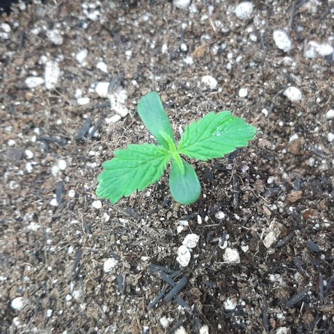 Phoenix 1ª growlog timeline photo