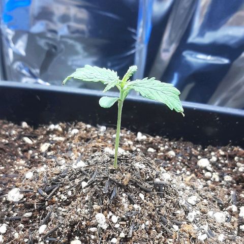Phoenix 1ª growlog timeline photo